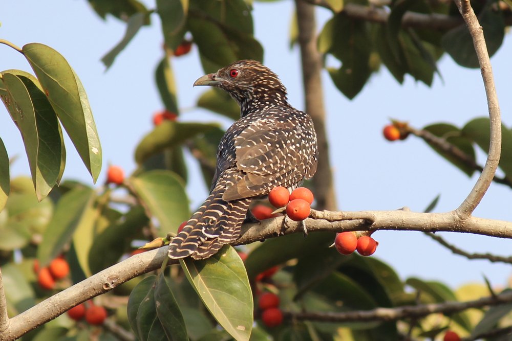 Photograph by Somnath Bhalke