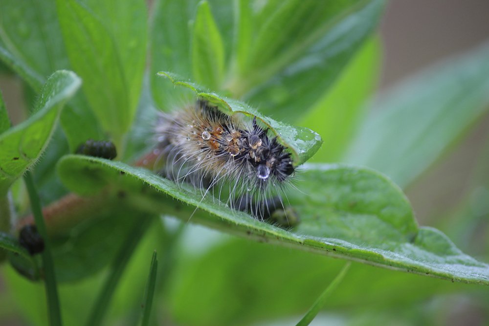 Photograph by Somnath Bhalke