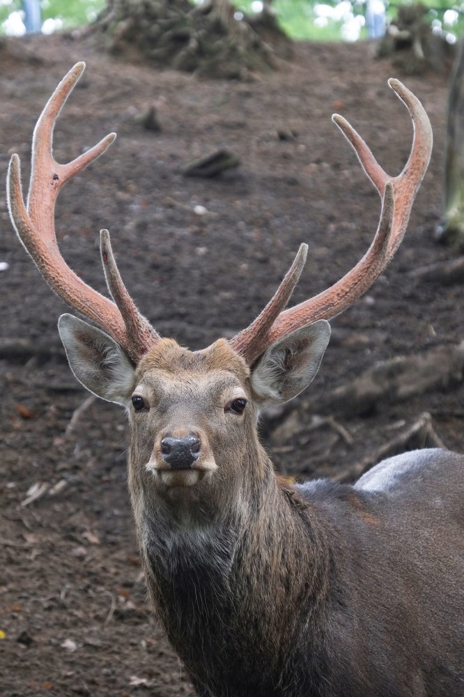 Photograph by Наталья Манусова