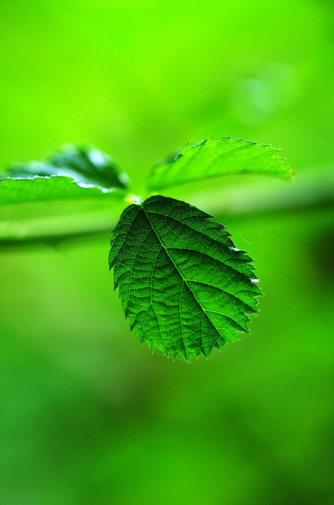 The little green leaf