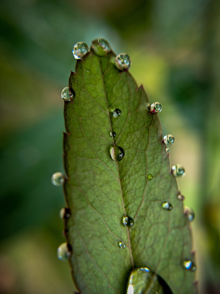 Water drop