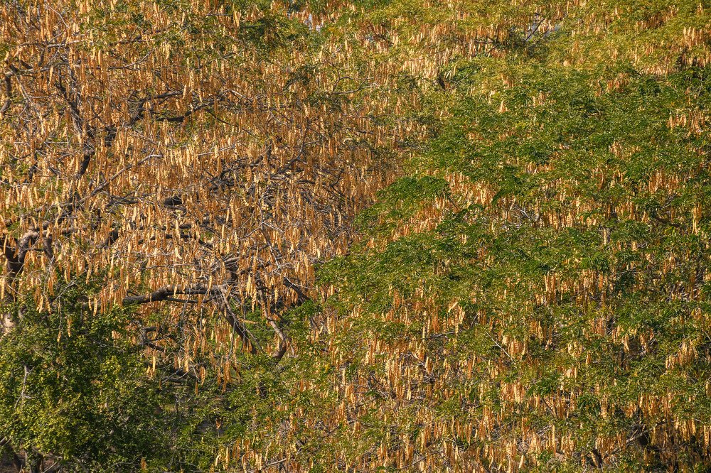 Photograph by Himanshu Srivastava