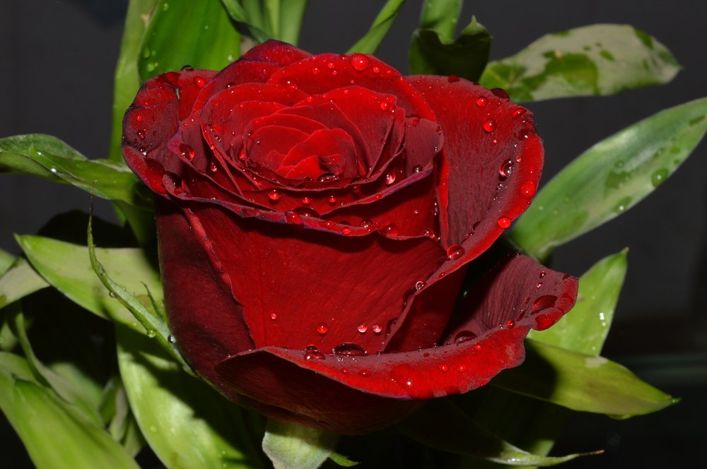 Фотография автора sujit kumar kumar