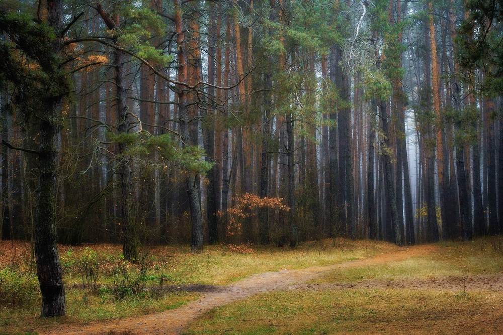 Сосновый лес