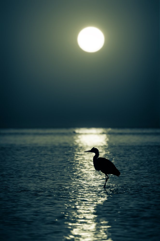 Фотография автора Димитрий Евтушик