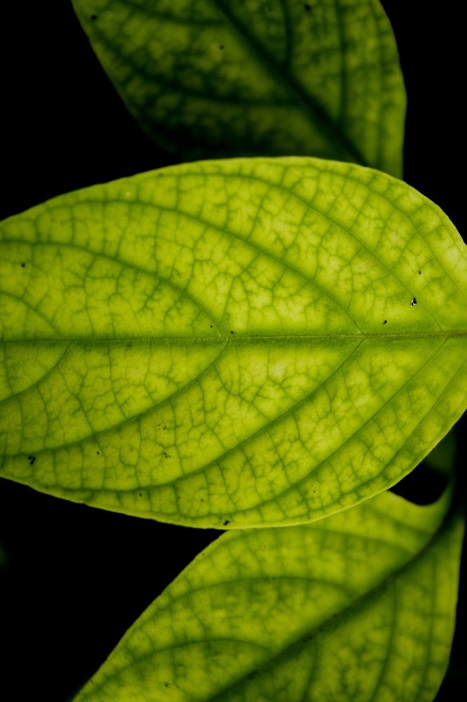 Photograph by gista d sakti