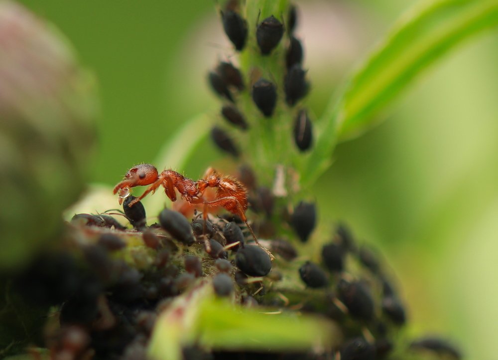 Время для сбора урожая!