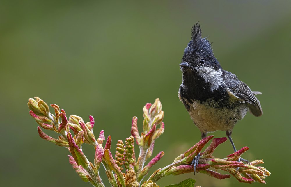 Coal Tit