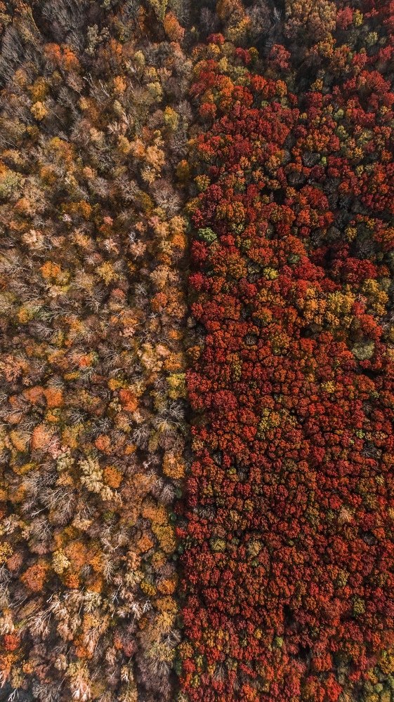 Осенний паттерн