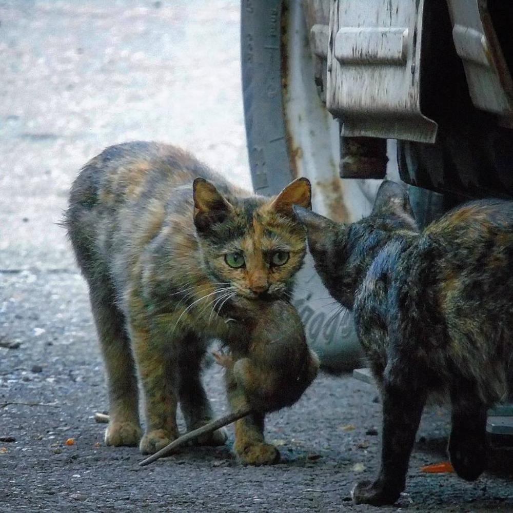 Попалась крыса, кот смог и не будет делиться!
