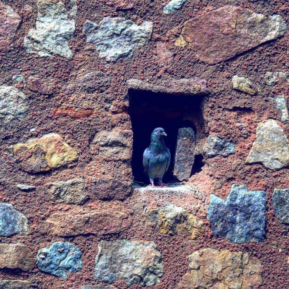 Птица хамелион.