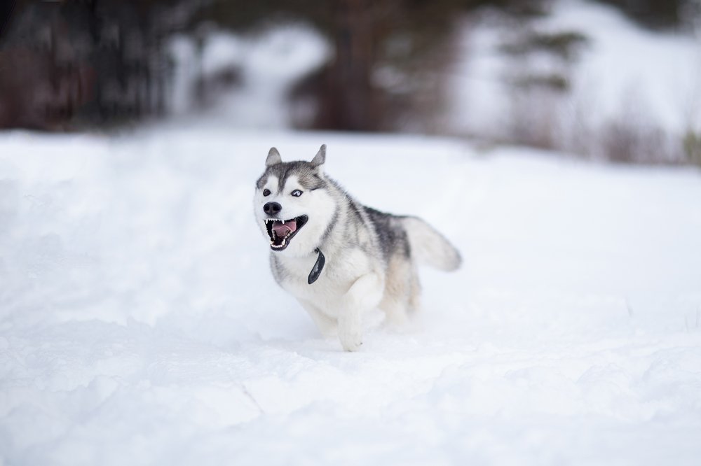 Photograph by Владимир Кочкин