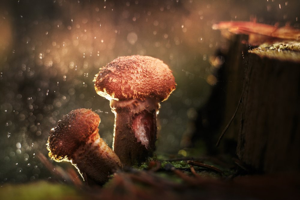 Photograph by Игорь Зайцев