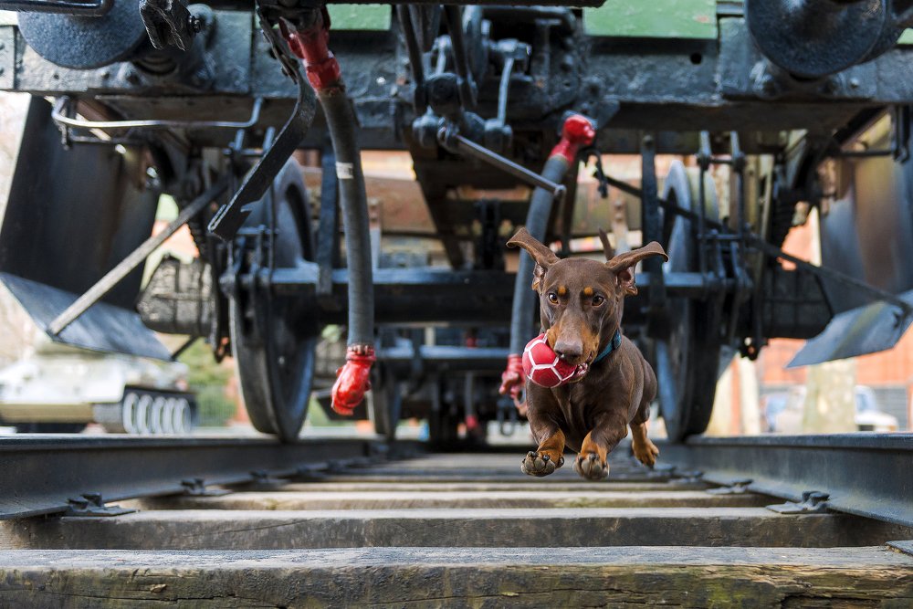 Фотография автора Ольга Тенилова