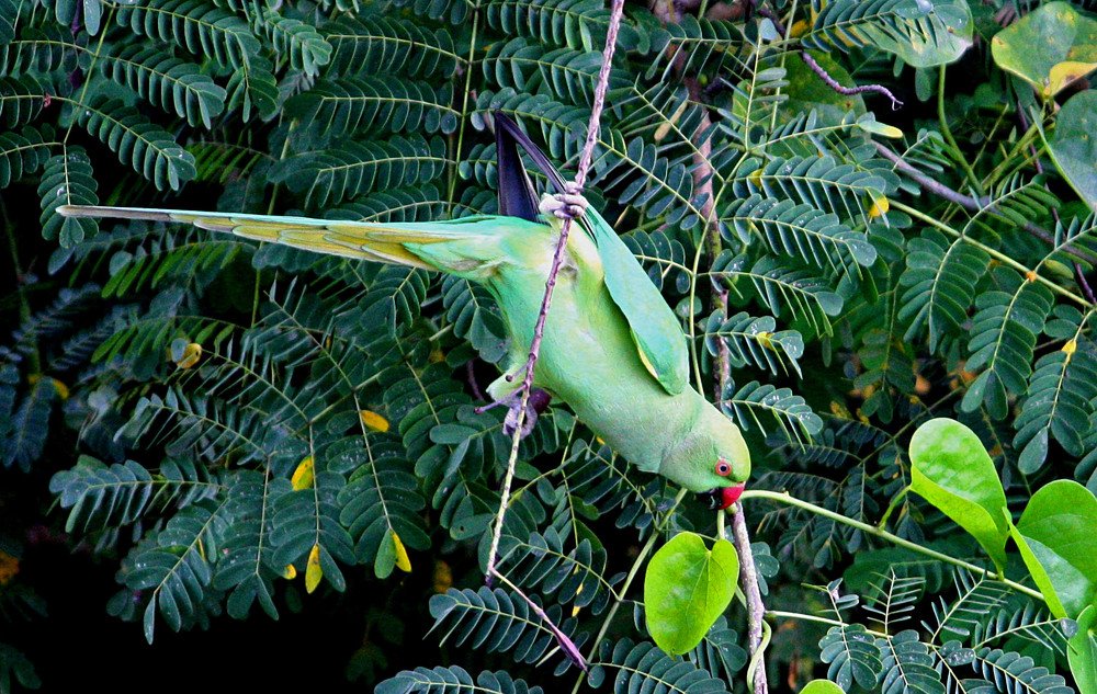 GREEN PARAKEET ON GREEN PLANT