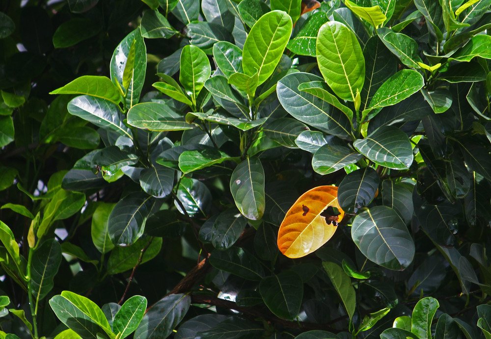 Photograph by subhash purohit