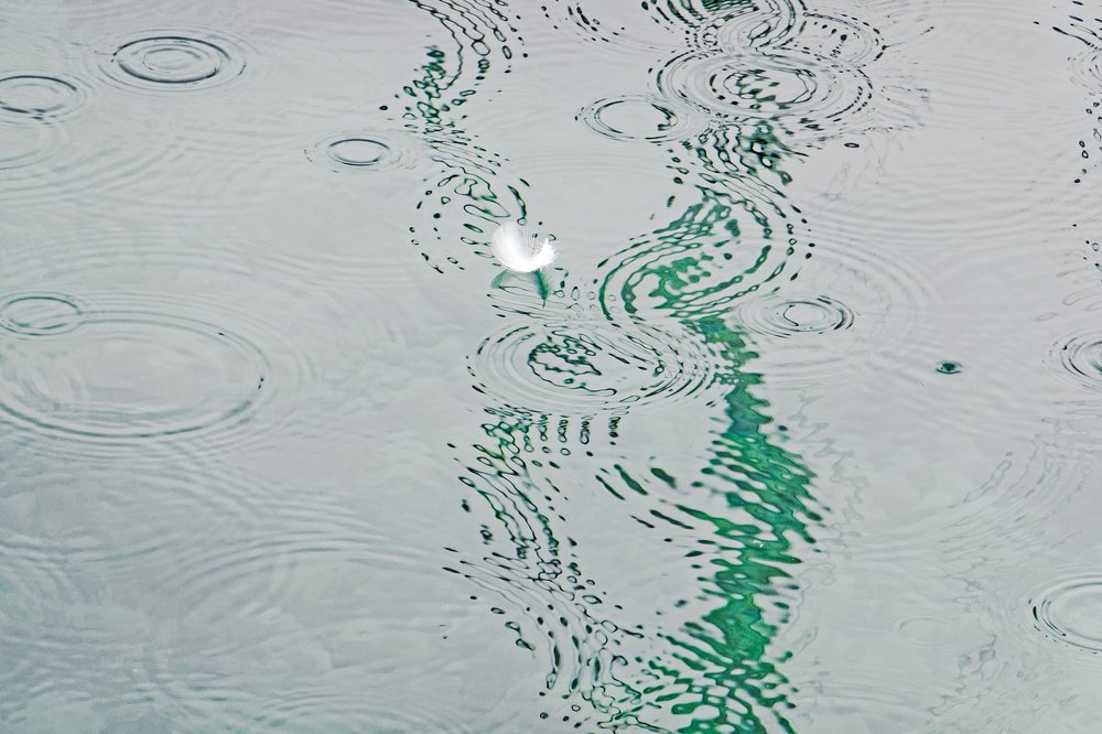Feather and rain