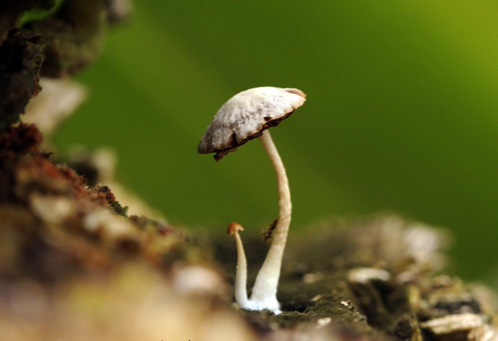 Фотография автора Tutang Hermawan (+62)812 2072-43 Asep