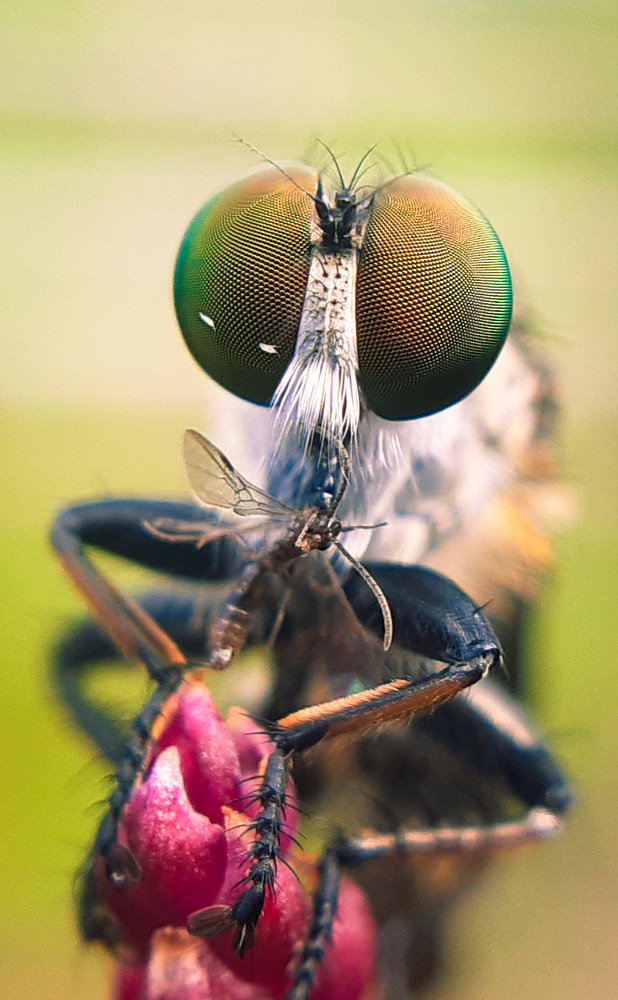 Photograph by Dwight Ralph Arsolon