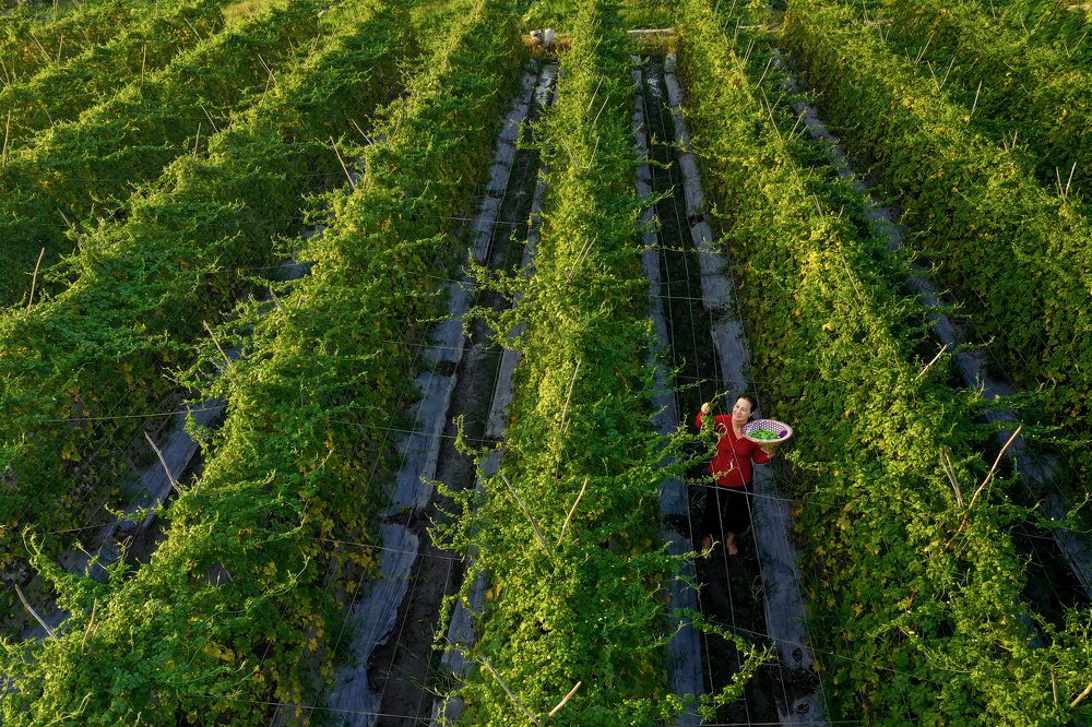 Picking bitter melon