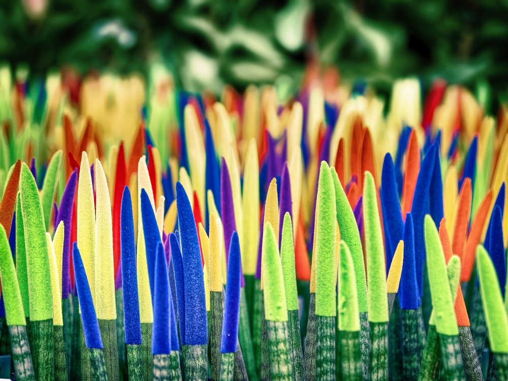 Photograph by Francesco Pireddu