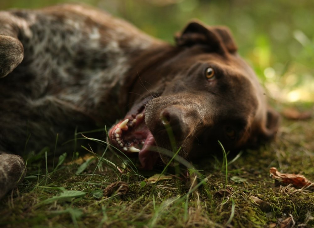Photograph by Галина Воротникова