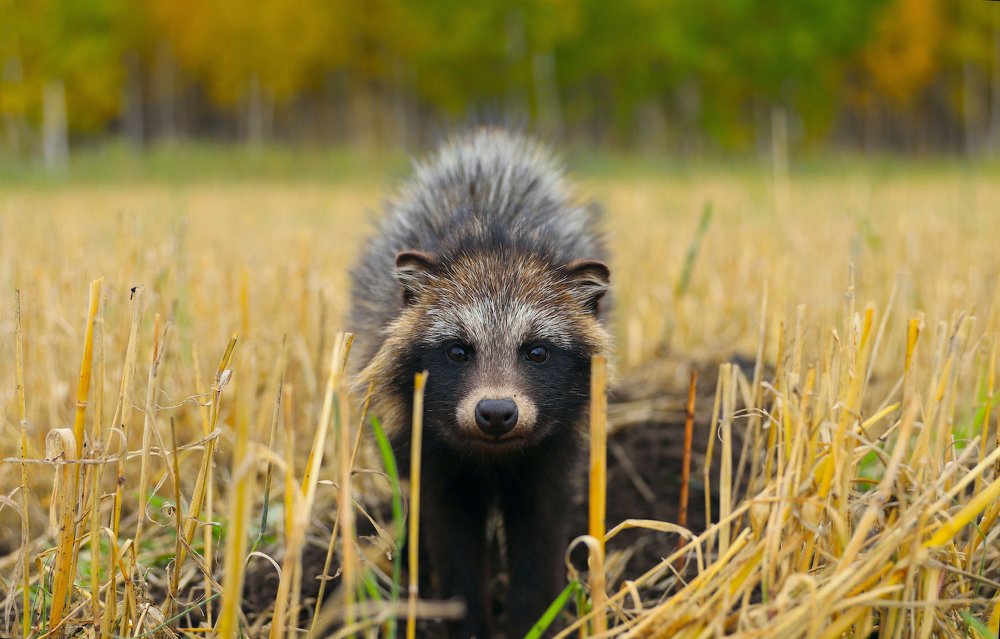 Енотовидная собака.