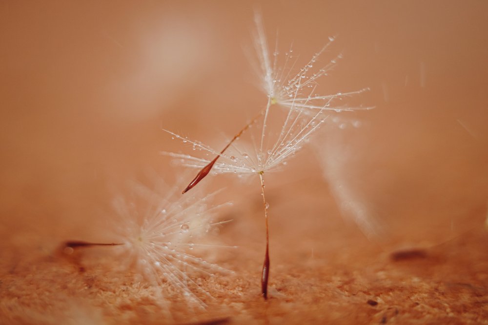 Фотография автора Summerlin