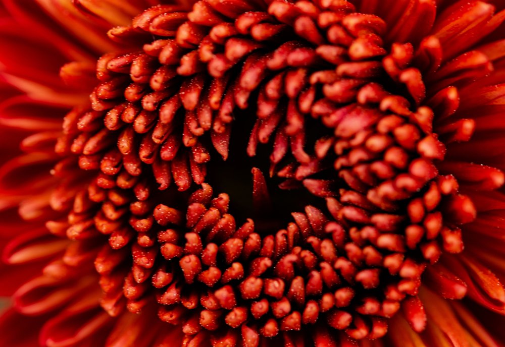 Красная хризантема