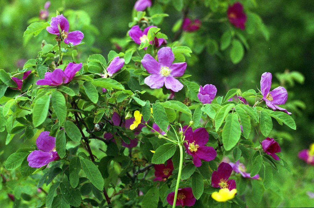 Фотография автора Илья Глобин