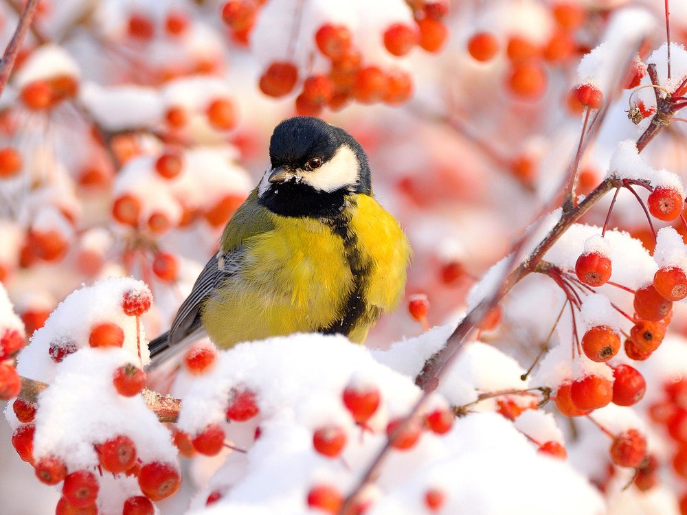 Photograph by vladilenoff