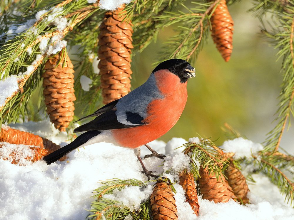 Photograph by vladilenoff