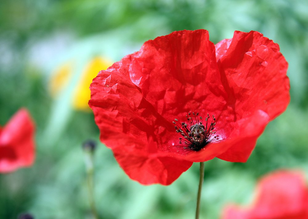 Фотография автора Зоя Малхова