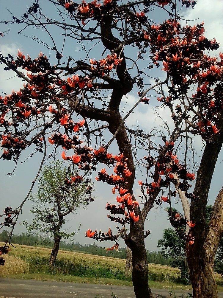 Фотография автора Jagtar Singh Kapuri