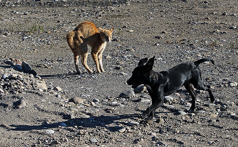 Photograph by Goran Kulezic