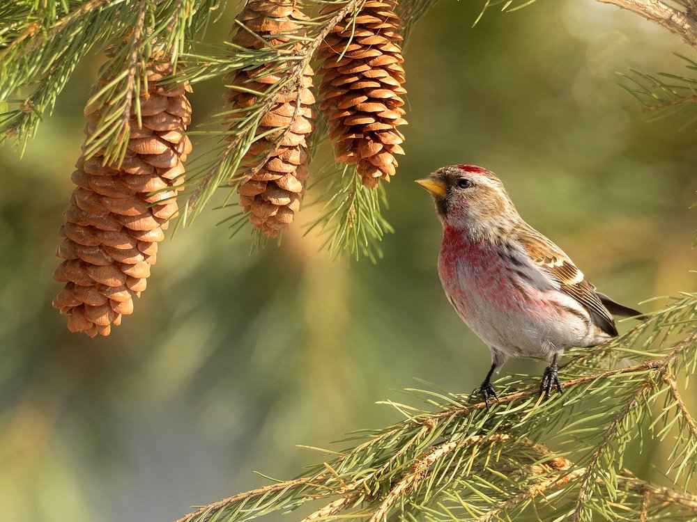 Photograph by vladilenoff