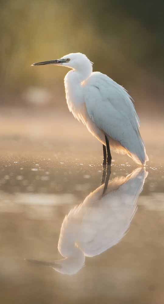 Photograph by Donea Zullu