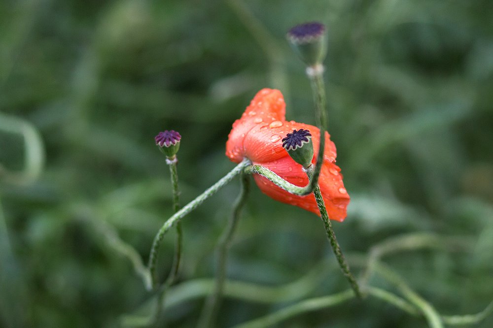 Photograph by Maslova Iryna