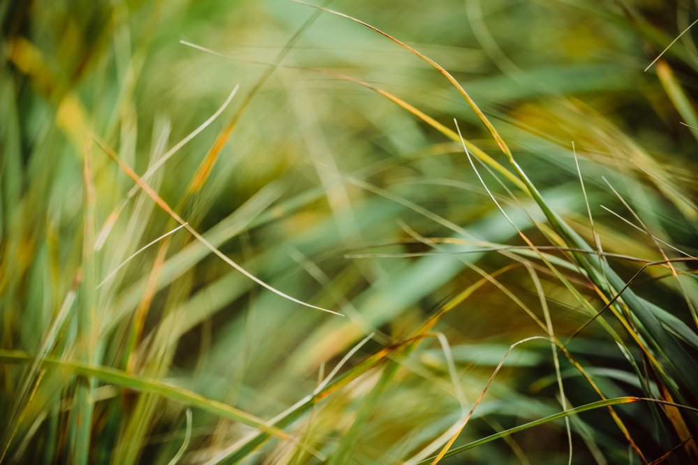 Photograph by Liguanna Anna