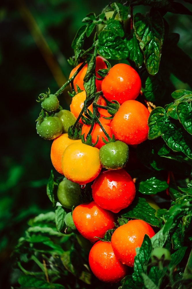 Photograph by Liguanna Anna