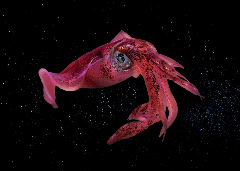 Photograph by Наталия Корзина