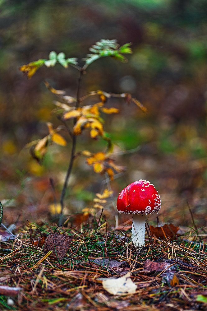 Фотография автора Владимир Эделев