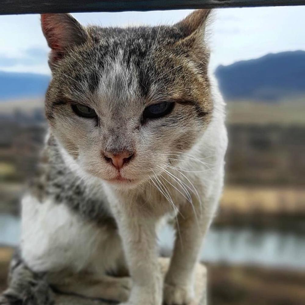 Кот всё видит и запоминает.