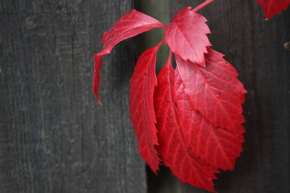 Photograph by Сергей Ножнин