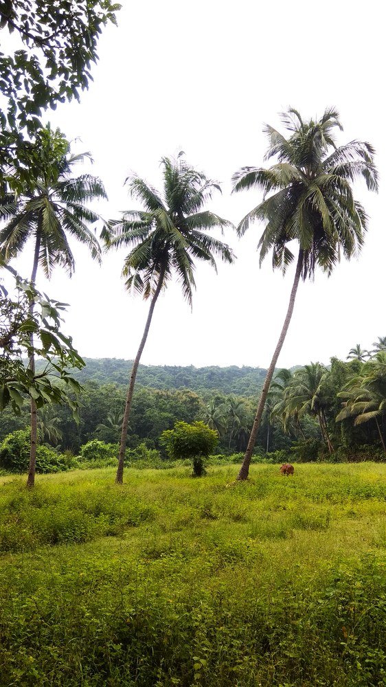 Photograph by VINIT TAYADE