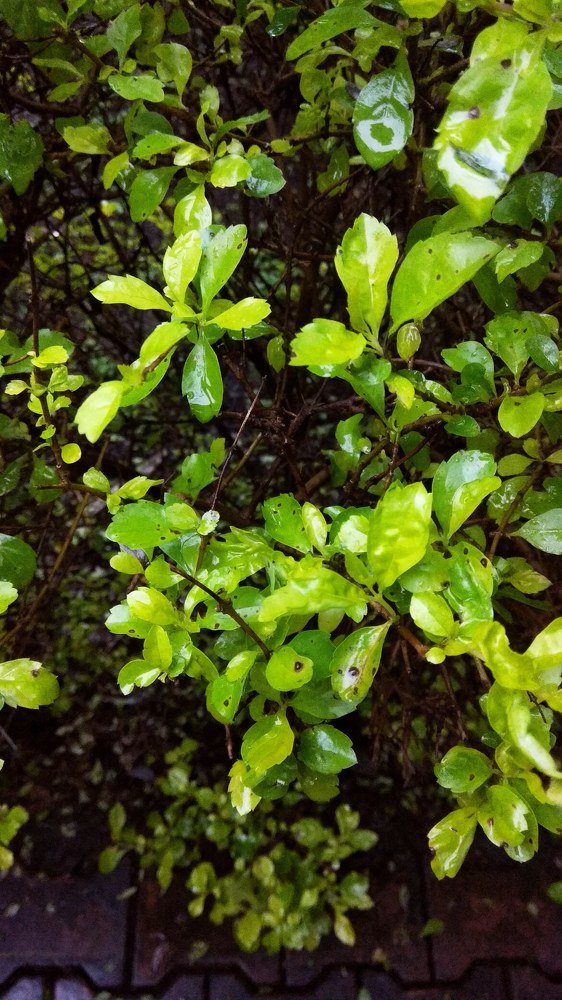 Photograph by VINIT TAYADE