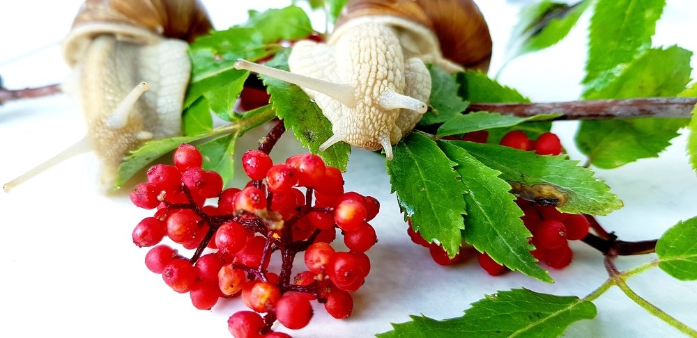 Photograph by Larisa Gella