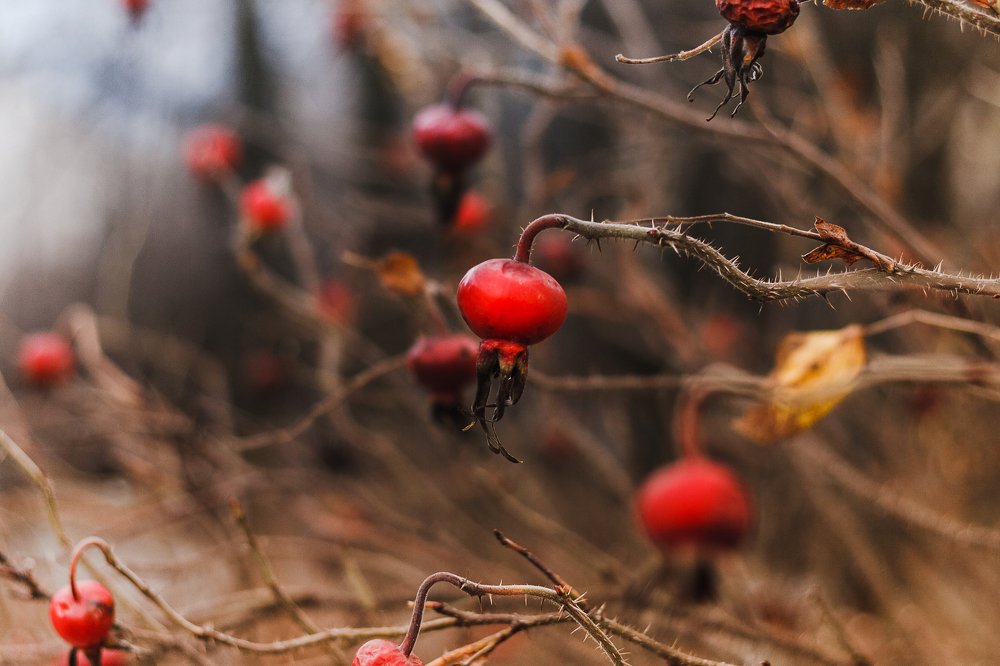 Photograph by Елена Горохова