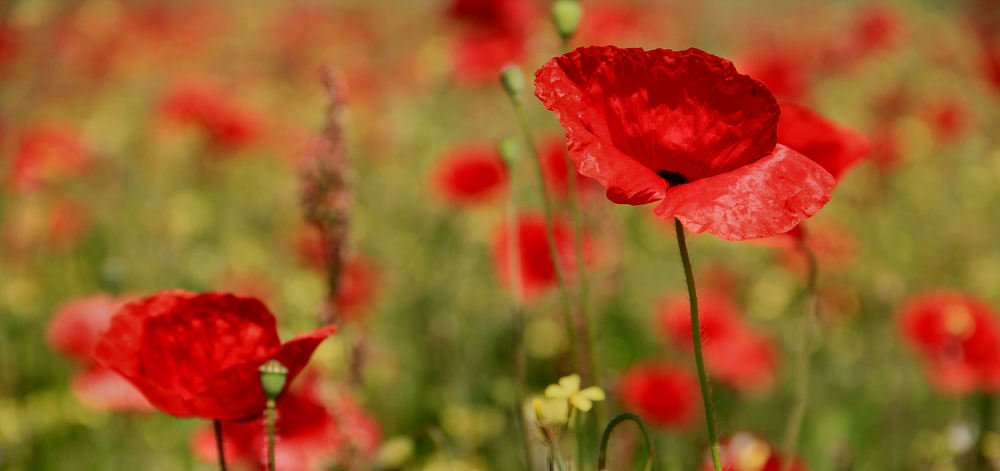 Photograph by sergio maritan