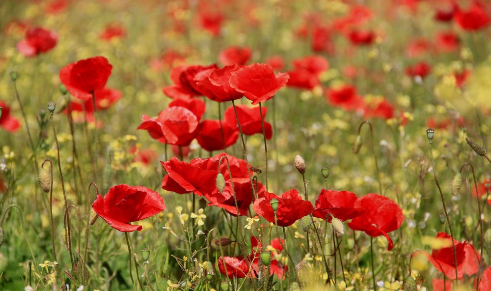 Photograph by sergio maritan